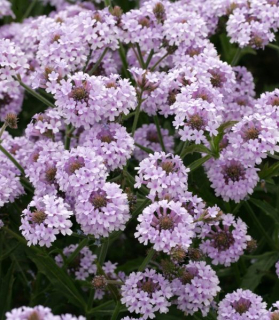 Verbena rigida 'Polaris Sky Blue'